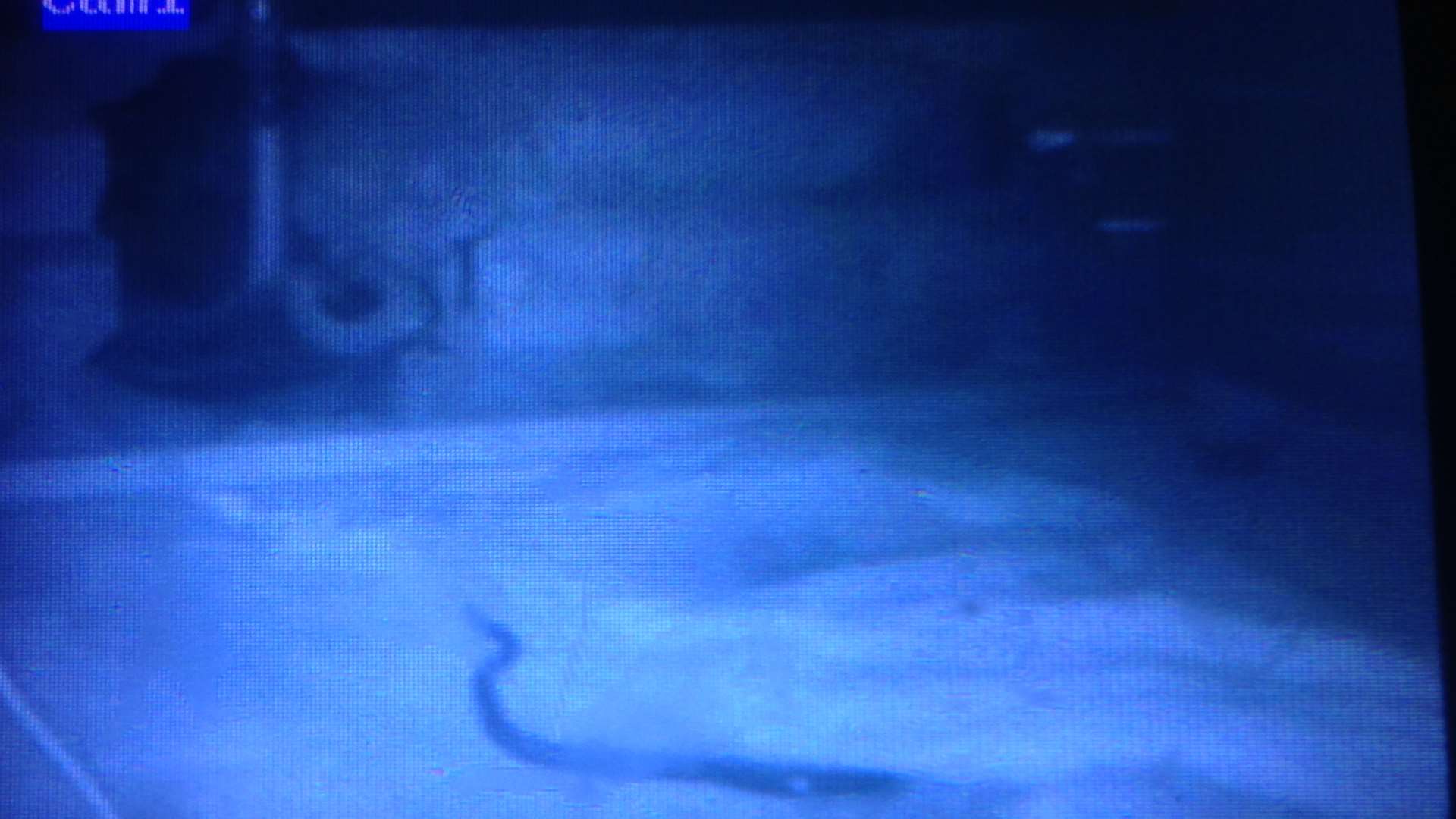 Footage captured on camera of the snake on top of the washing machine and tumble dryer