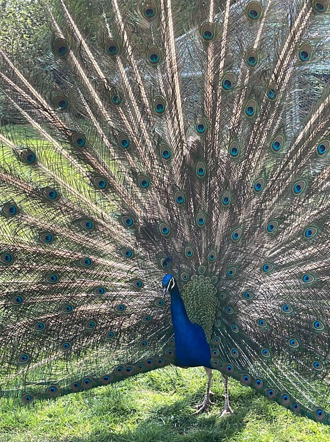 Pet peacock named River, had been brutally killed by teenagers with catapults in Boughton Monchelsea