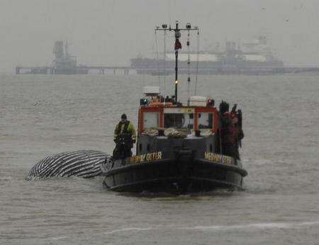 Dead whale being towed