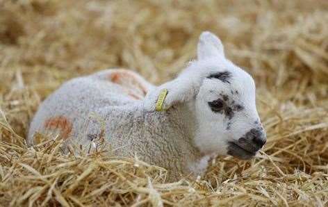 Lambing in Kent