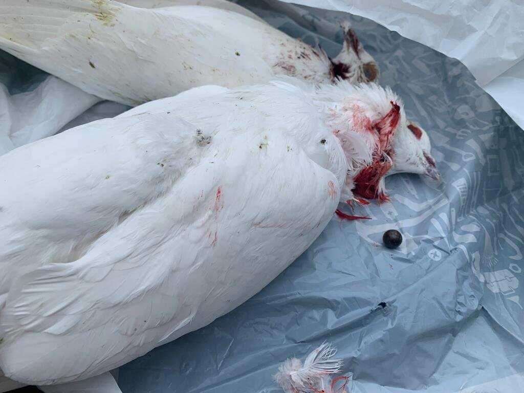 Elaine Black's doves were found dead