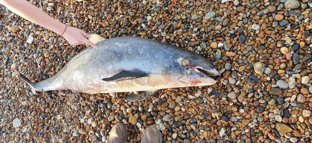 A dead porpoise was found on Sheerness beach. Picture: Jason Older