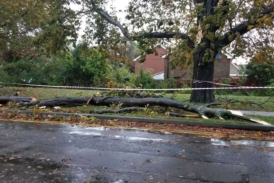 Another fallen tree has been pictured near Kent and Canterbury Hospital. Picture: Brian Margate