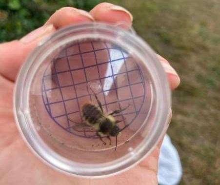 It is one of the country's rarest bees. Picture: BIAZA