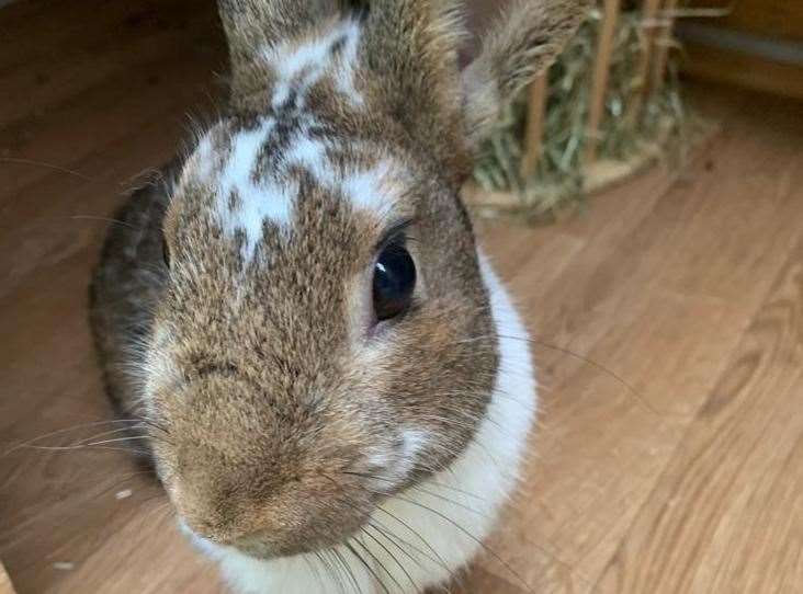 Reggie the rabbit was rescued by the RSPCA