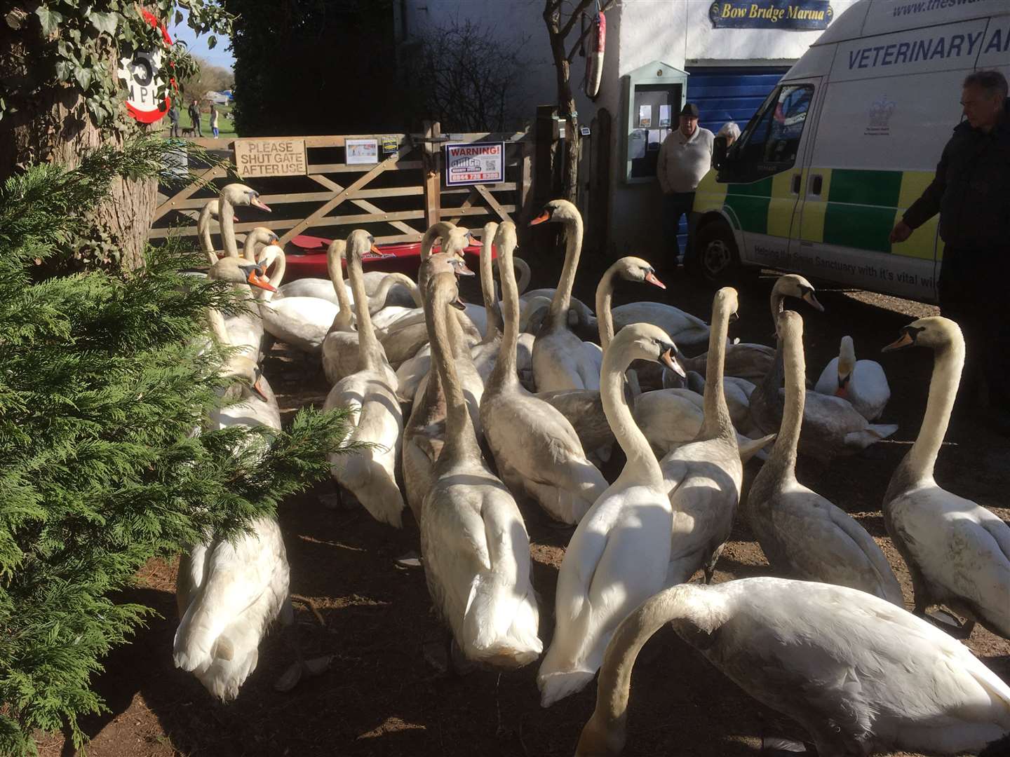 Swans have been rescued from the river Picture: Swan's Sanctuary