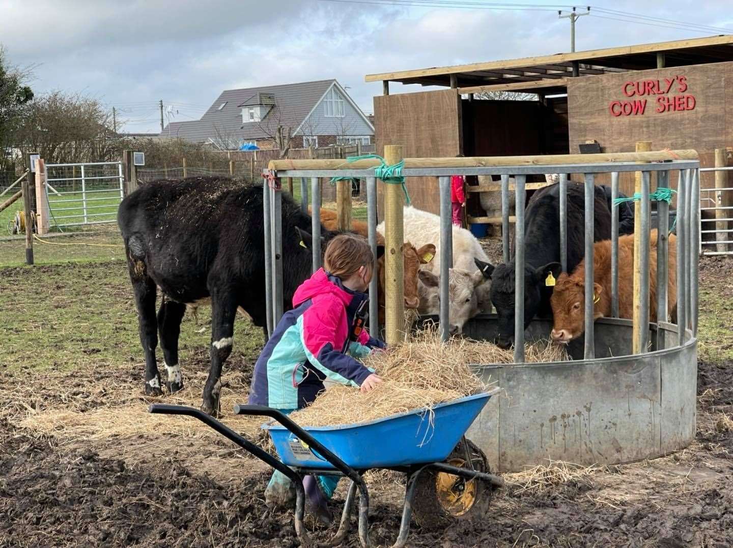 Cattle duties at Curly's Farm, Bayview, Sheppey. Picture: Kyle Ratcliffe