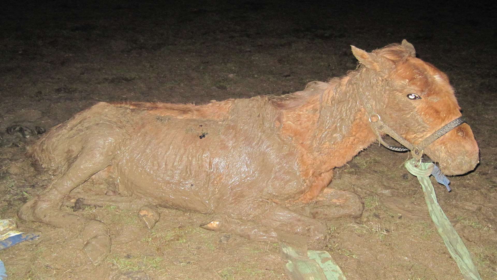 The horse was found to be incredibly skinny