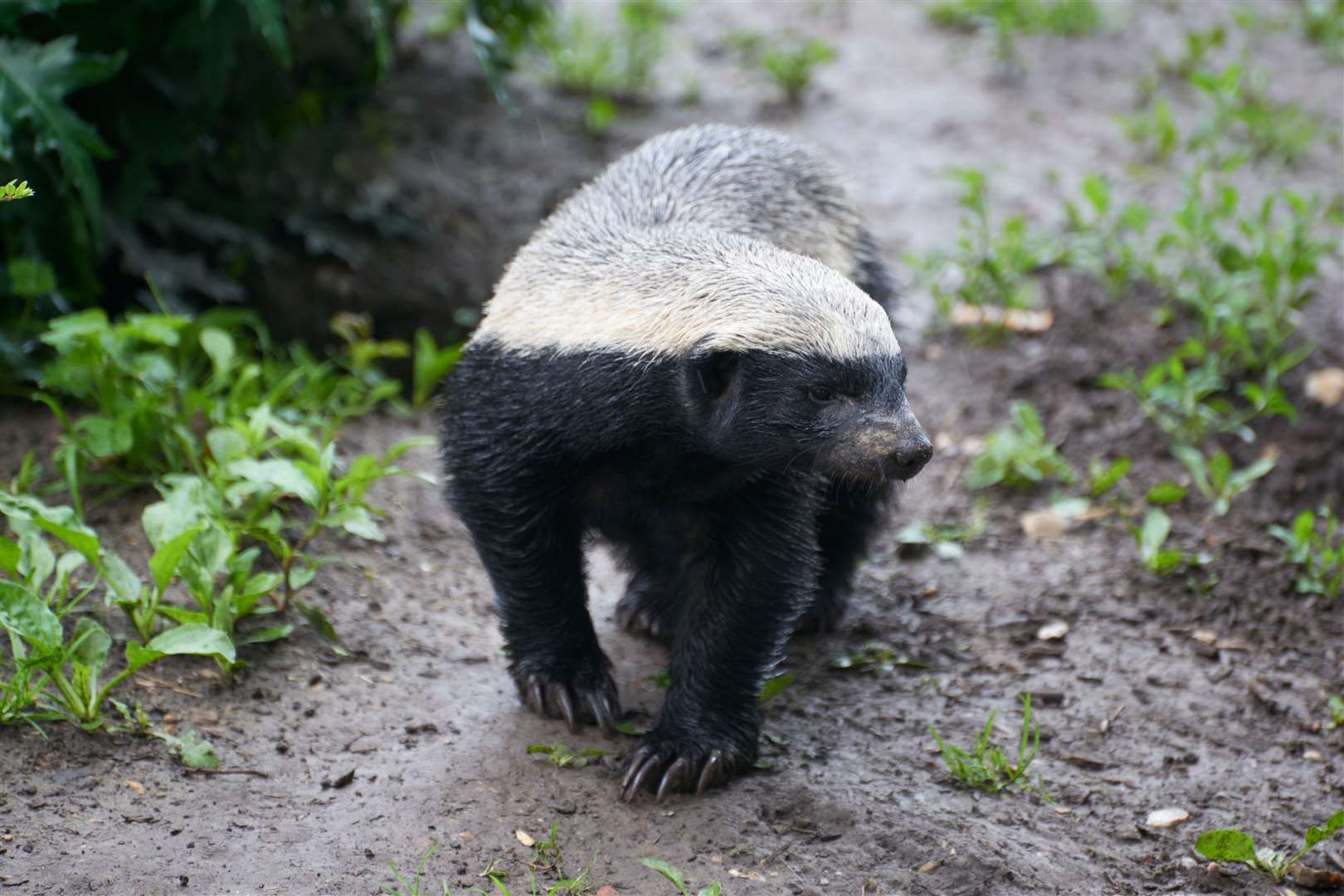 Tembe the Honey Badger has been released into the wild from Howletts Wild Animal Park near Canterbury. Picture: Howletts Wild Animal Park