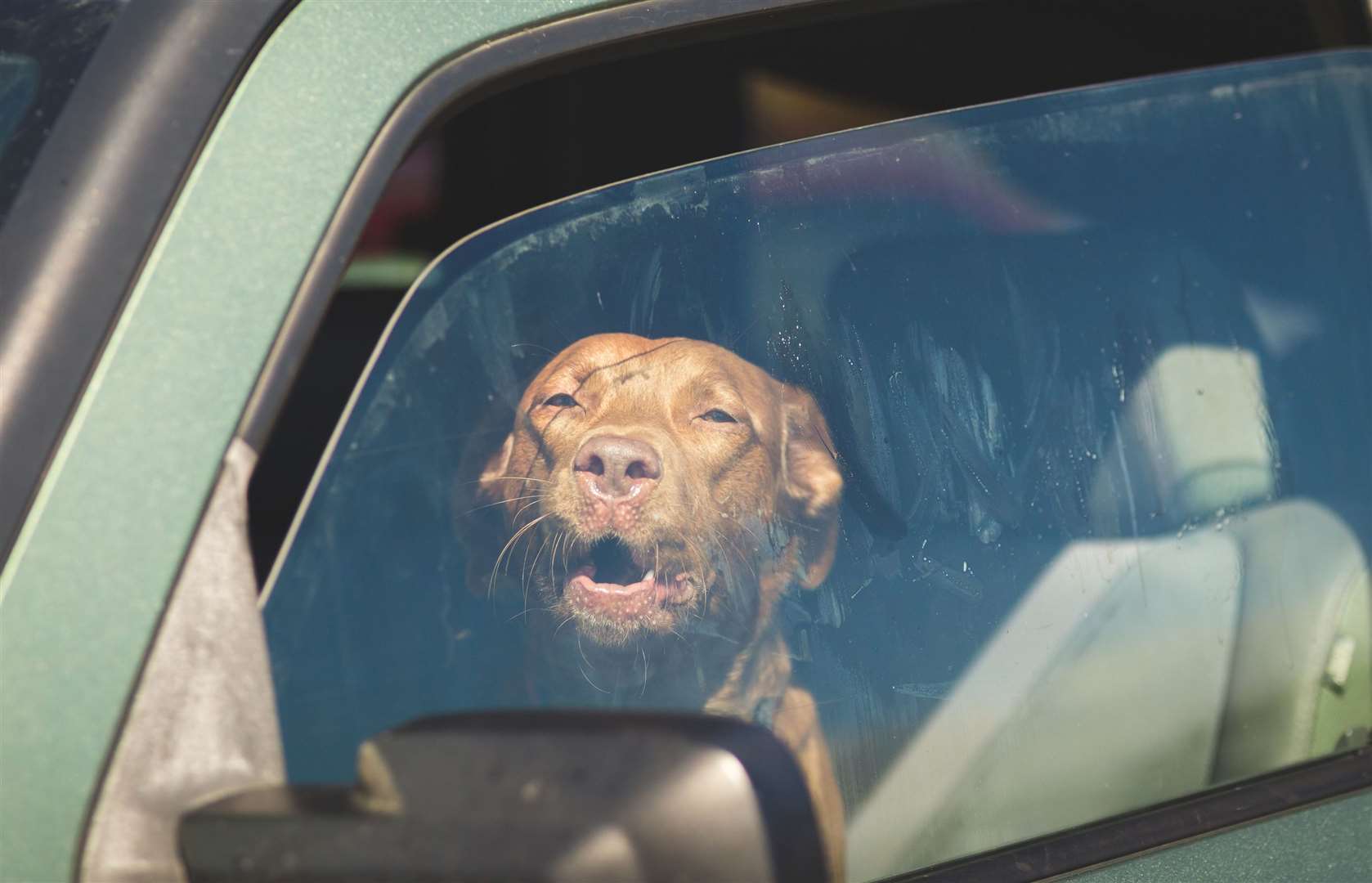 If you notice a dog in distress inside a car your first call is to the police. Image: iStock.