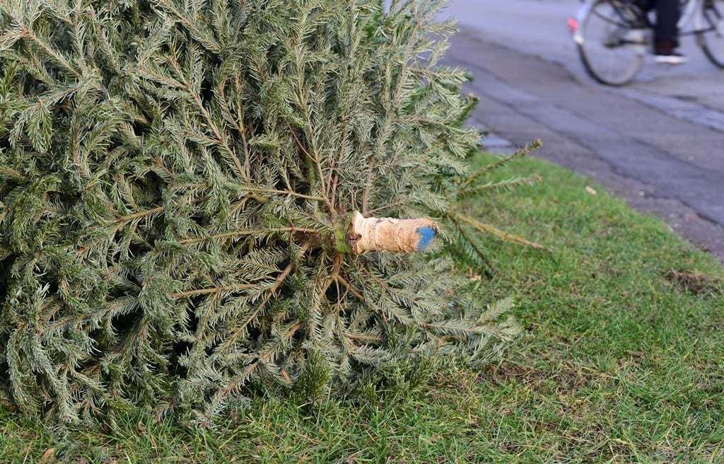 Christmas tree collections have been postponed. Picture: Canterbury City Council