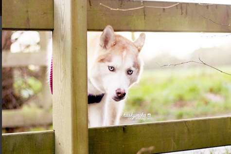 Mika on a walk at her local woods. Pic from huskymika on Instagram