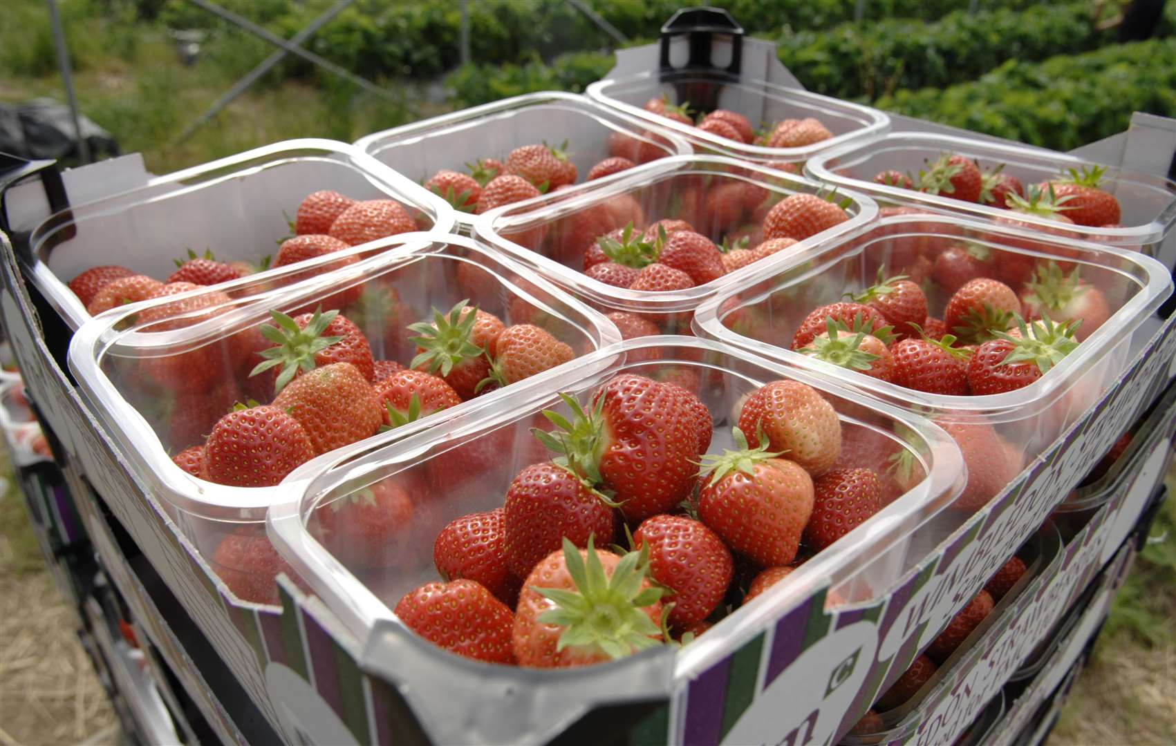 Strawberries from Hugh Lowe Farms have headed to Wimbledon once again this year. Picture: Matthew Reading