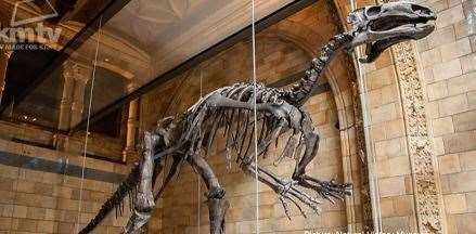 The Maidstone Iguanodon on display at the Natural History Museum. Picture: Alan Smith