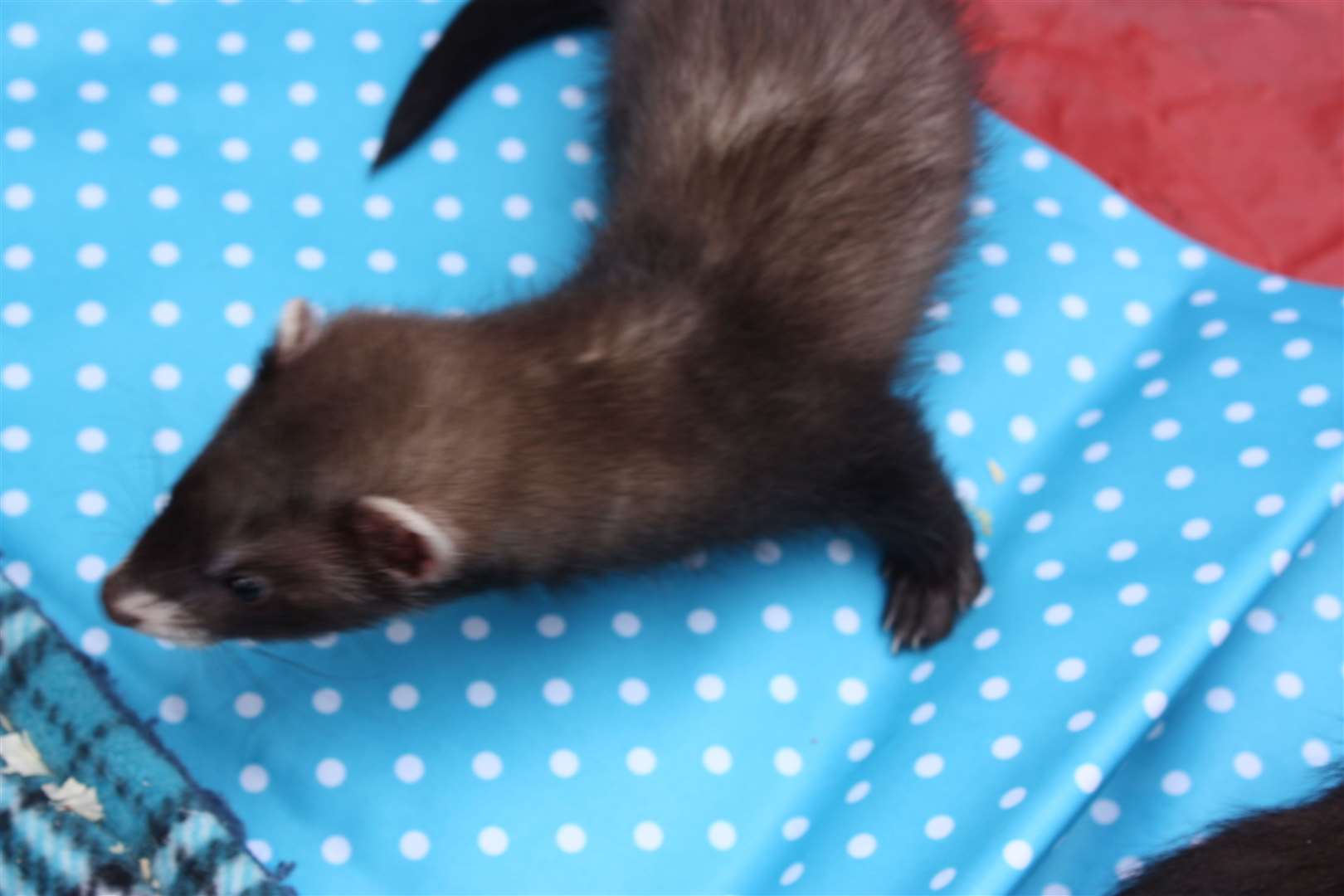 Have you seen this ferret?