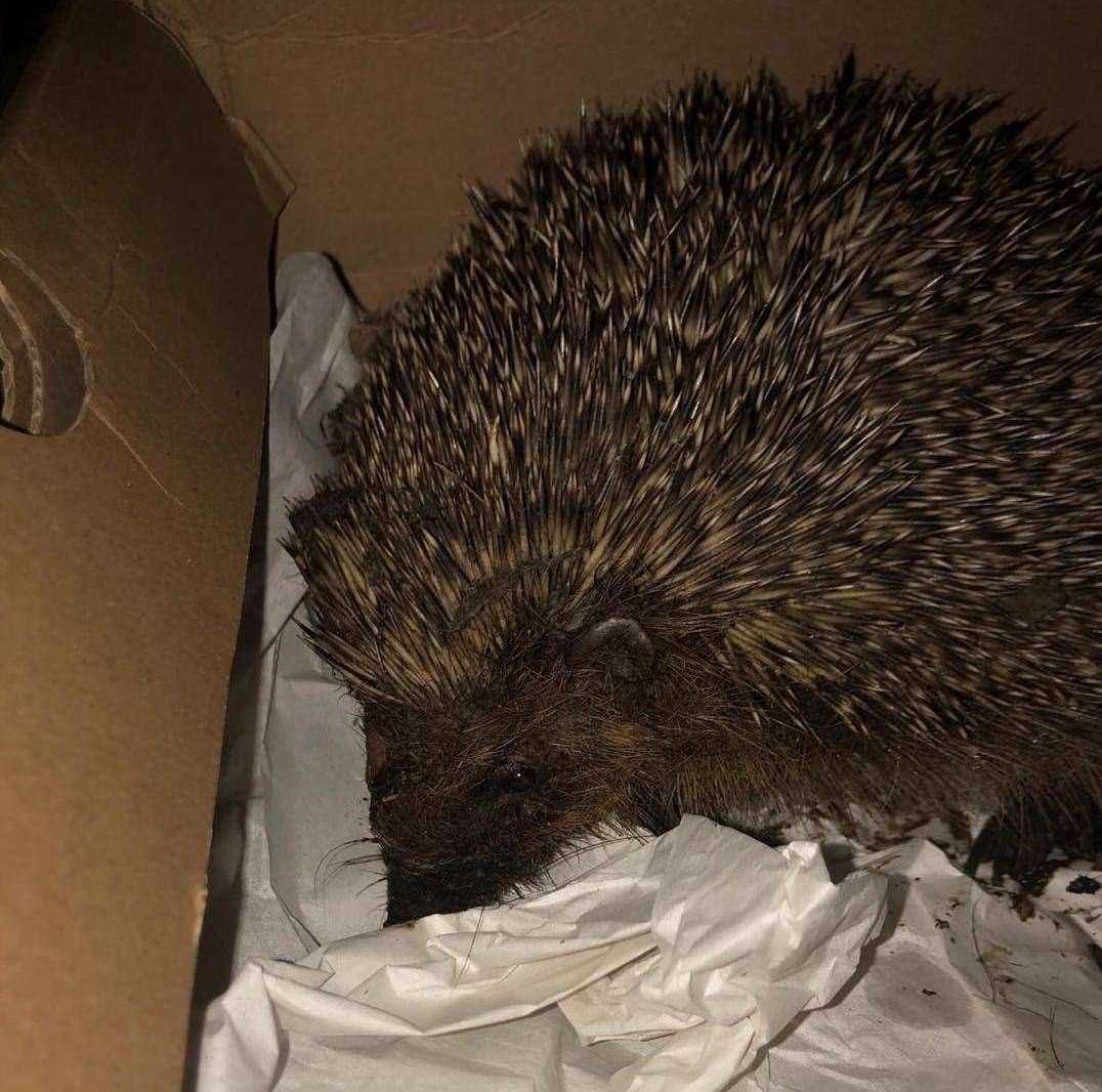 Fireman Sam the hedgehog was found in a drain in Chatham. Picture: Medway Hedgehog Rescue