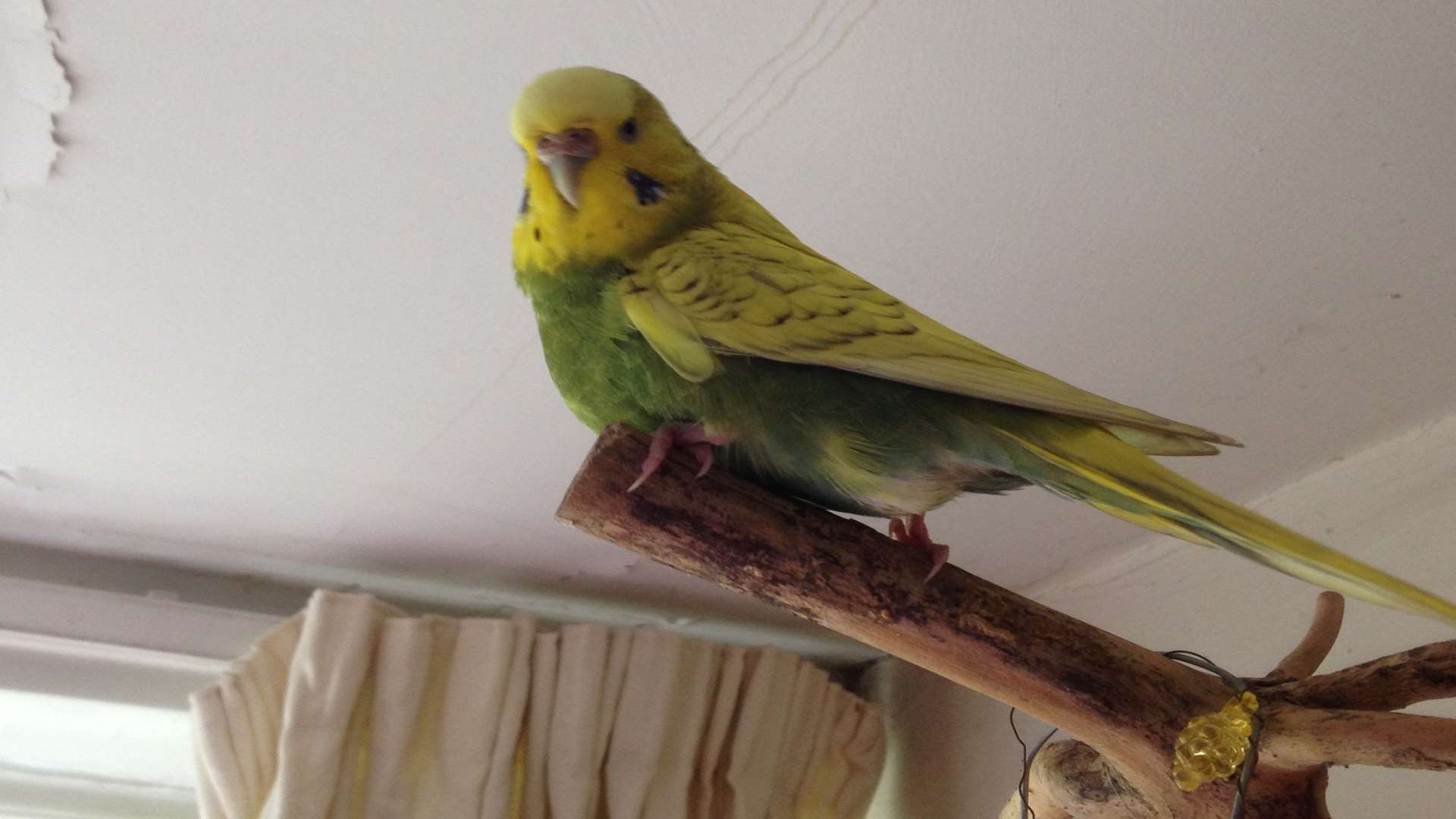 Molly the budgie has gone missing