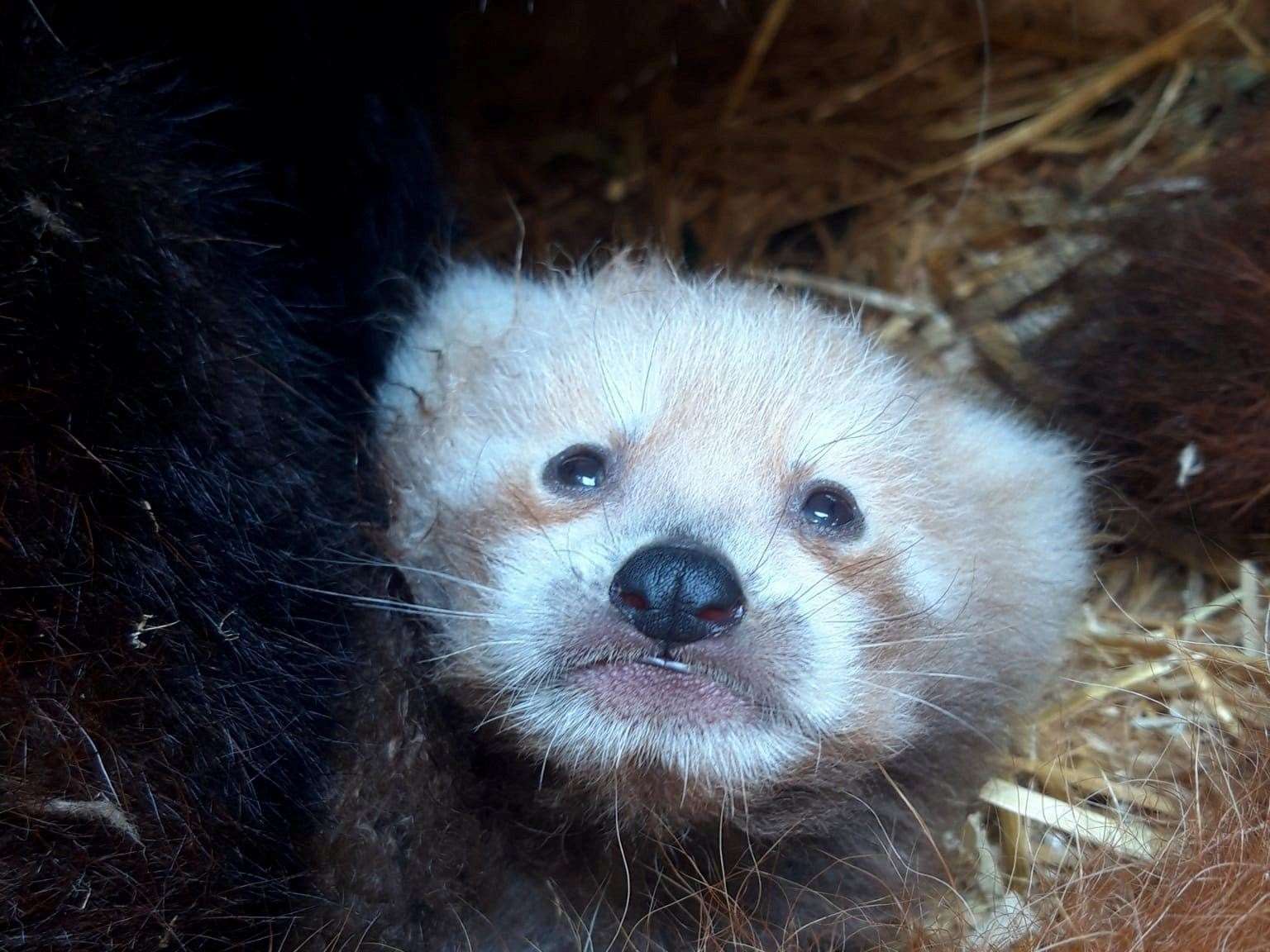 Wingham Wildlife Park shared the sad news of the passing of baby red panda Tai. Picture: Wingham Wildlife Park via Facebook