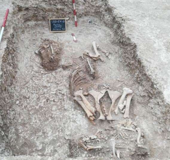 The buried Jutish horse and dog. Picture: Peter Knowles, Kent Archaeological Projects