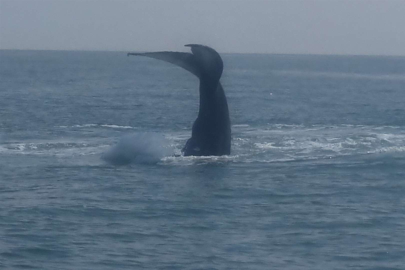 Thought to be a Humpback Whale, it was seen in the English Channel between Dover and Folkestone. Picture: Thomas Packman