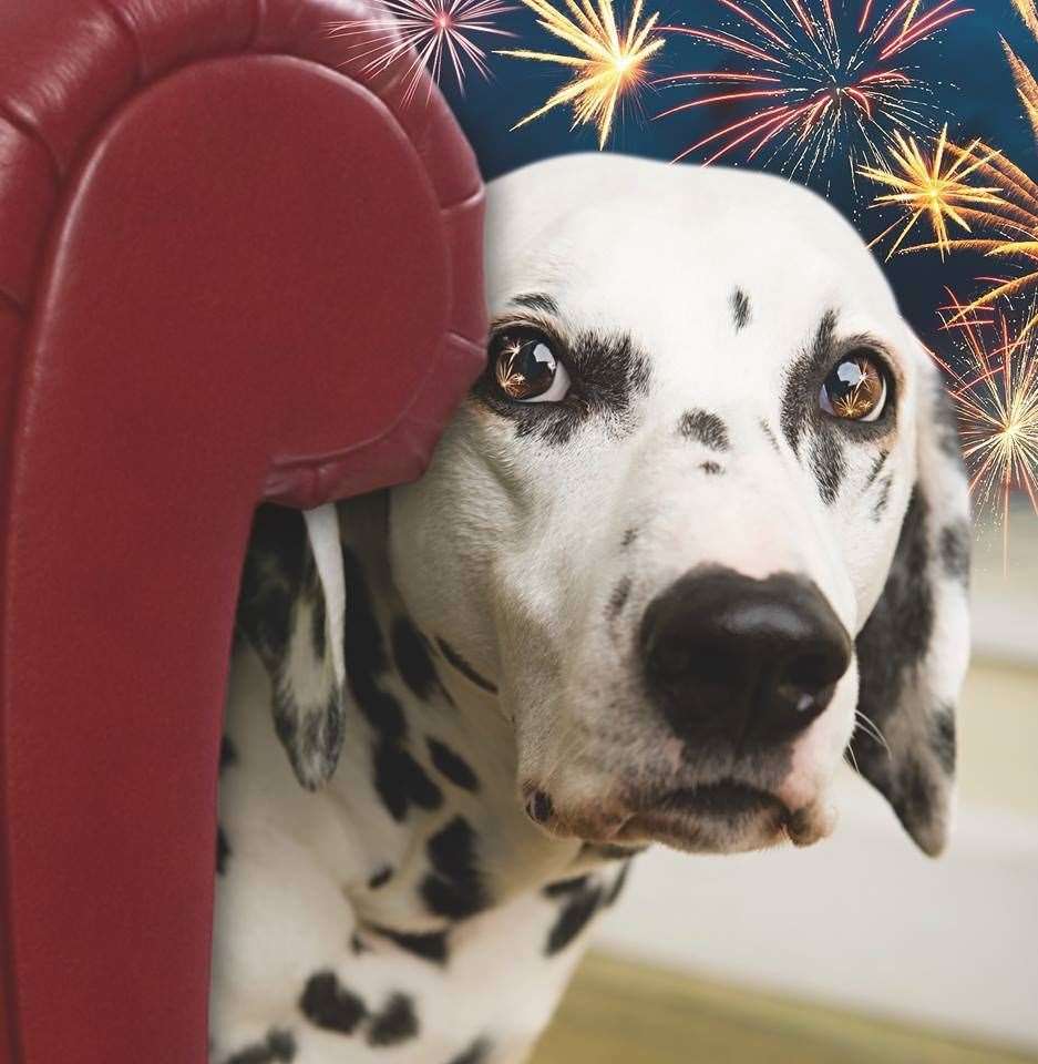 If you're out watching the fireworks you can check on your pet at home with smart cameras