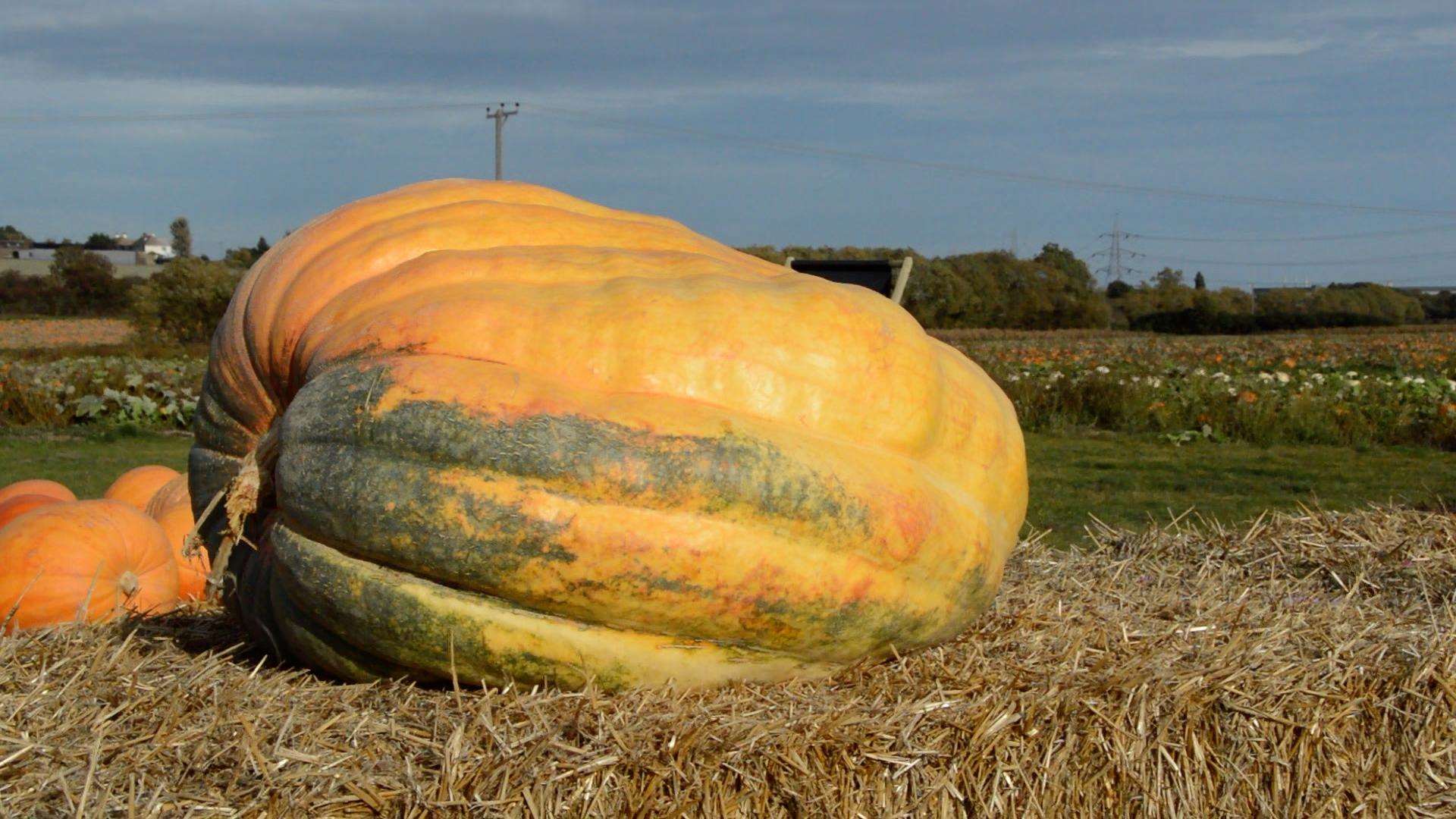 The largest Pumpkin ever to be grown in Beluncle Farm Hoo (4856104)