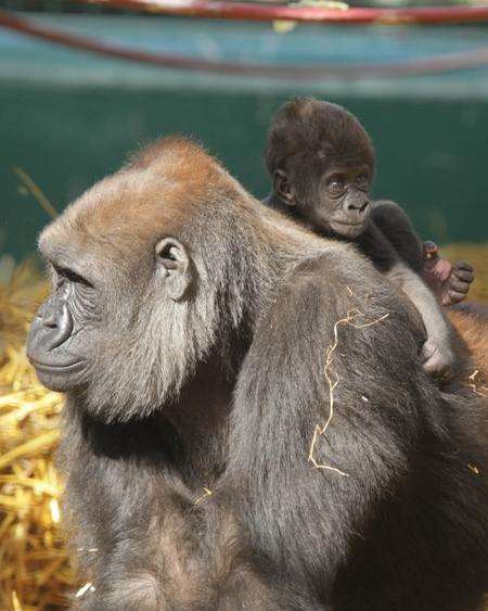 Jouki, a Western lowland gorilla, born to Sanki and Djanghou at Howletts. Picture: Dave Rolfe