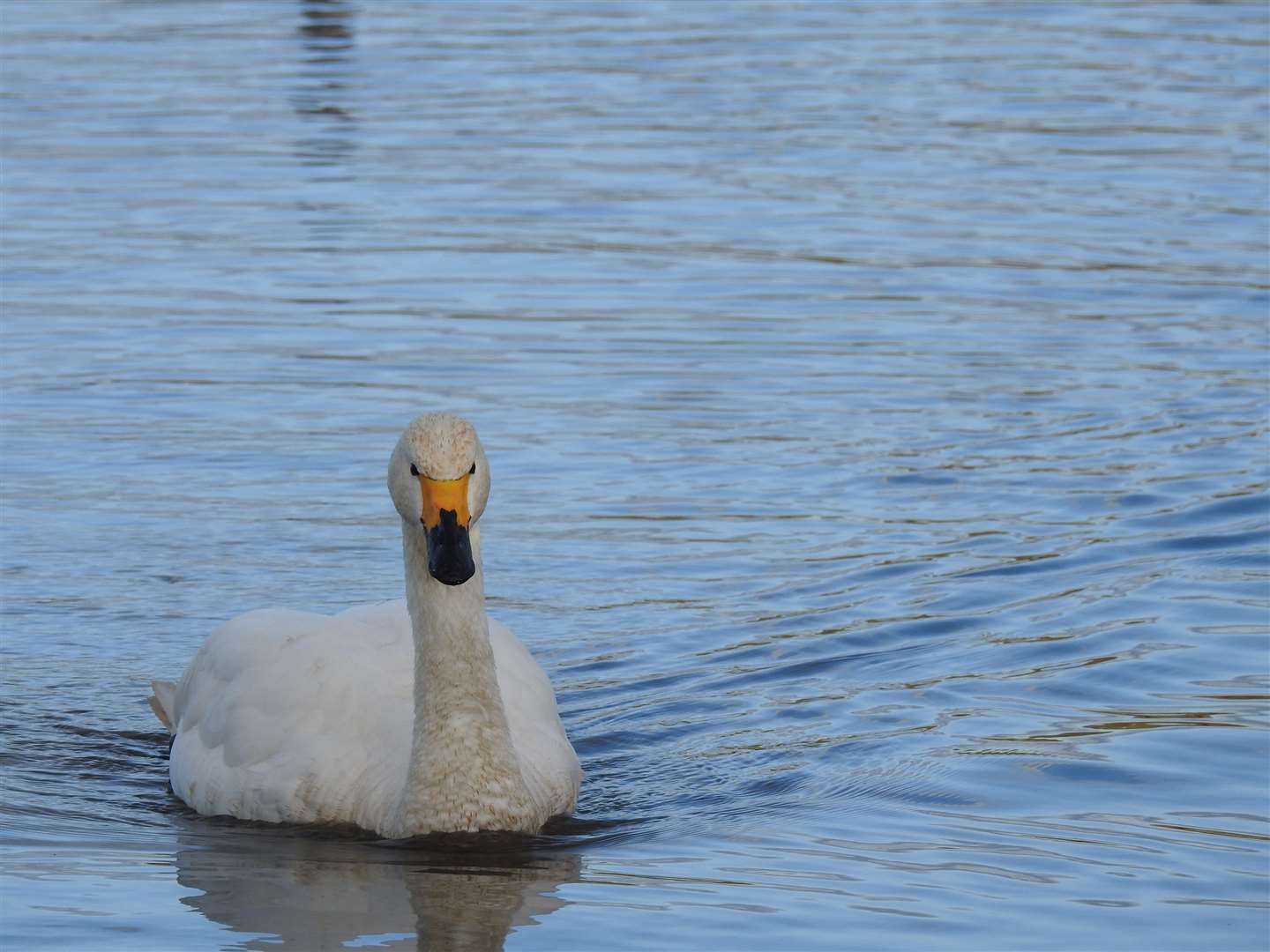 Bewick swan Maisie arrived with her partner Maifield at the WWT Slimbridge reserve in Gloucestershire – marking the traditional start of winter (WWT/PA)