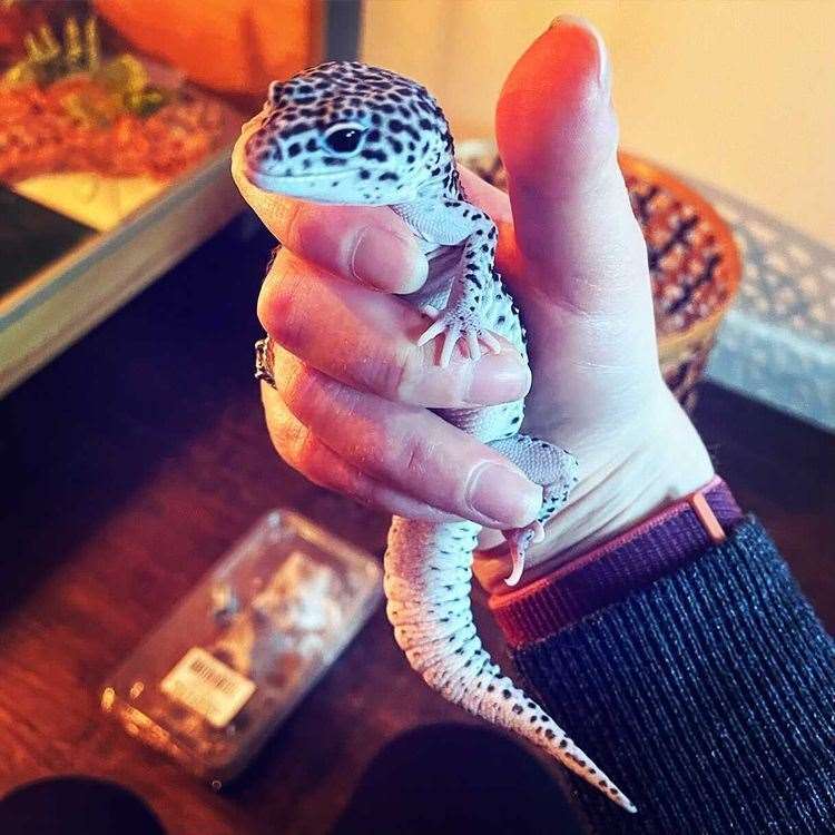 Noodle the Leopard Gecko Picture: @life_of_john_noodle_n_shirley (47853124)