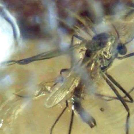 Polish a rough piece of amber - fossilized tree resin - and you never know what you might find. Like this mosquito, trapped in a piece of amber found by Frank on a Thanet beach. Picture: Frank Leppard