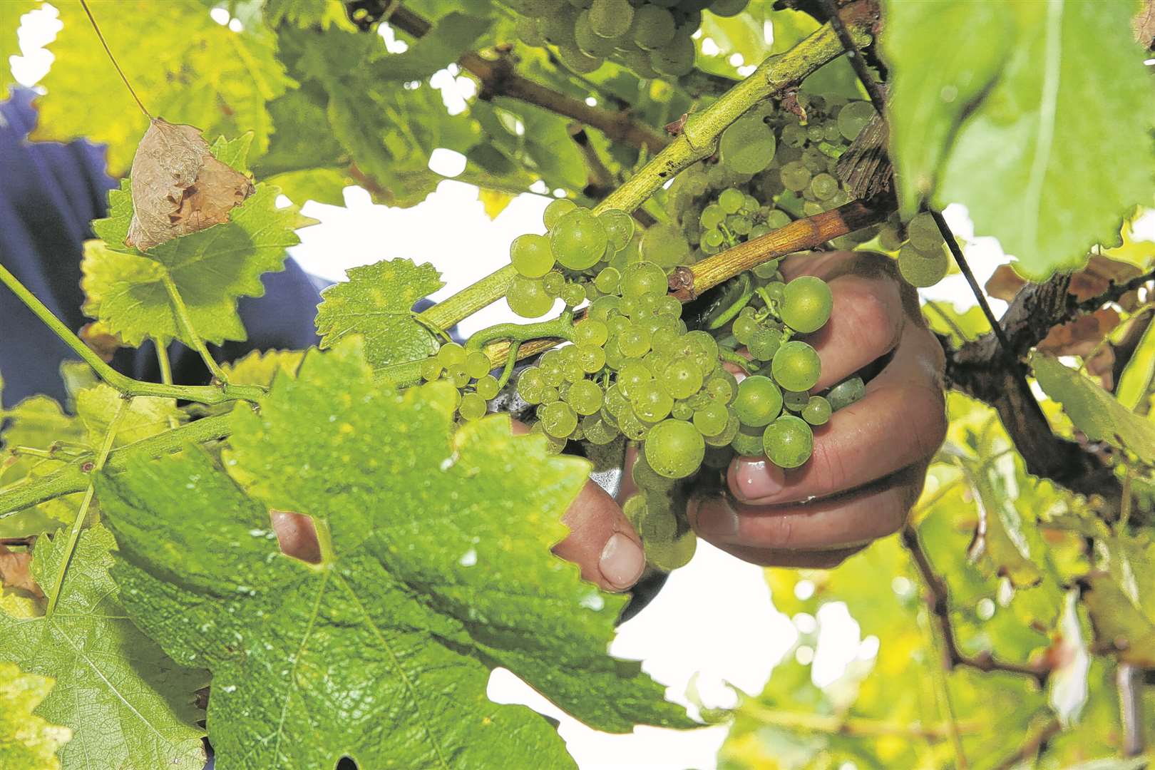 Grapes being harvested at Biddenden Vineyards
