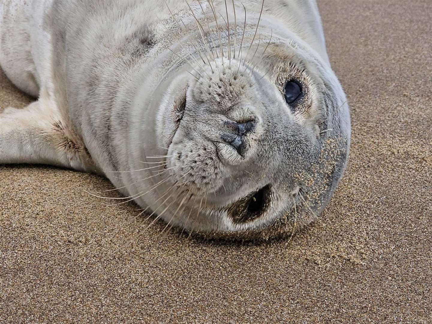 The seal found in Broadstairs was suffering from breathing issues. Picture: Mark Noone