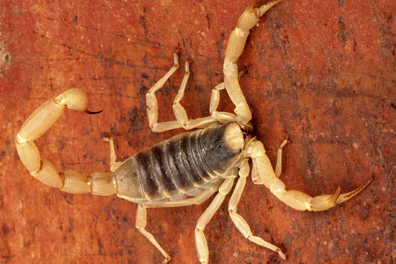 Seriously scary scorpions will also be in Ashford this Sunday