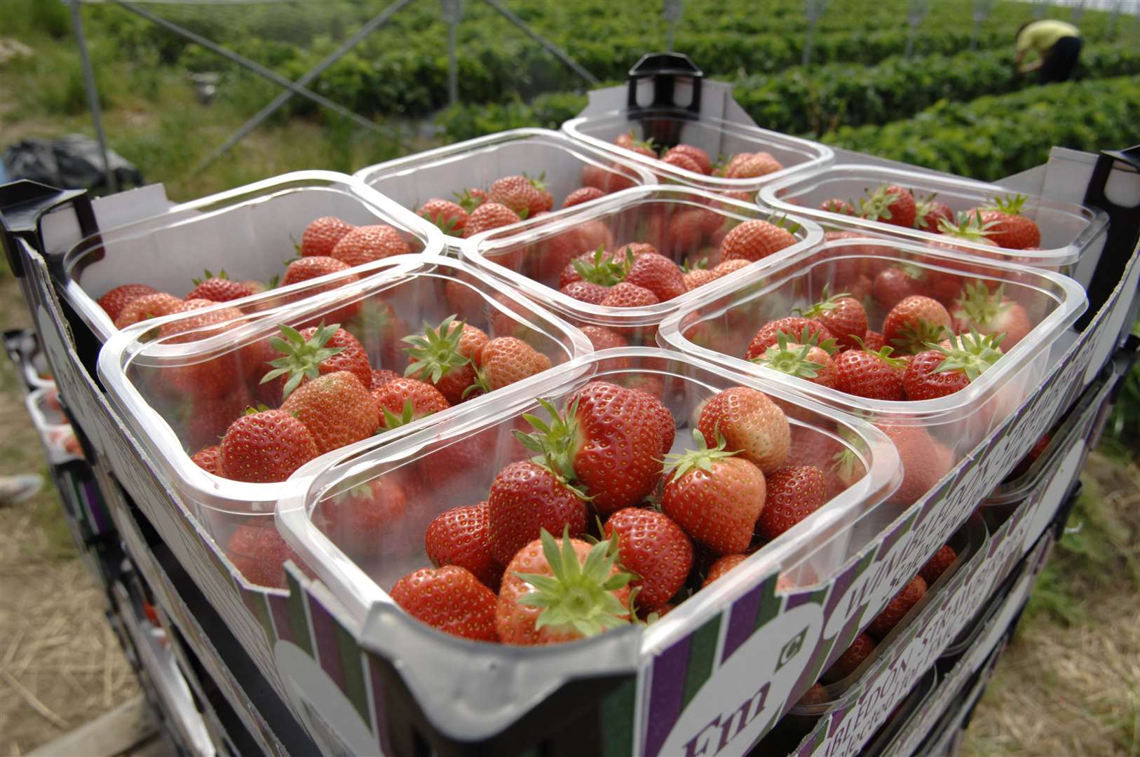 The strawberries were donated by Hugh Lowe Farms, which usually supplies Wimbledon in the summer
