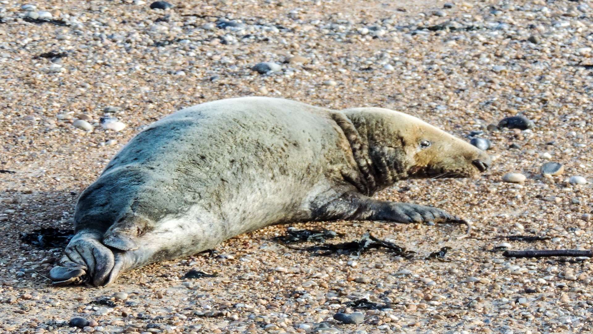 The ill seal escaped back into the sea. Picture: Don Hough