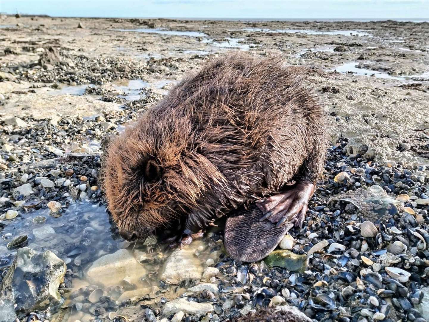 The poorly beaver was found at Pegwell Bay in Ramsgate. Picture: Nik Mitchell