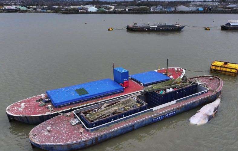 The whale's body being taken away near Gravesend. Picture: SkyShark Media Aerial Imagery