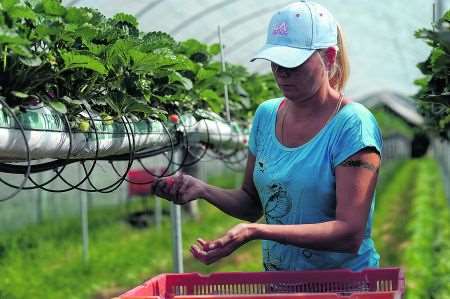 strawberry growers early bumper crop