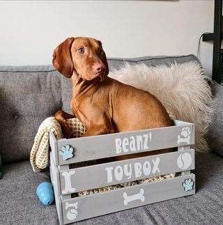 Beanz is a one-year-old Hungarian Vizsla