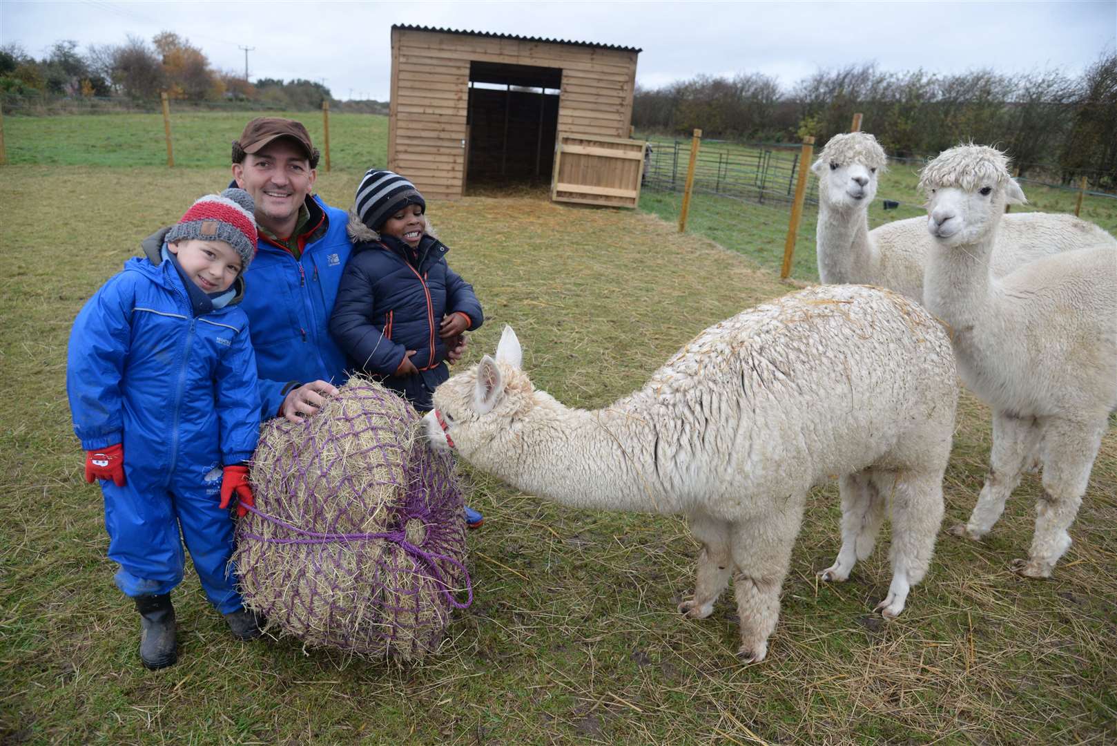 Kyle Ratcliffe feeding the alpacas at Curly's Farm, with Emilio and Gabriel, before lockdown