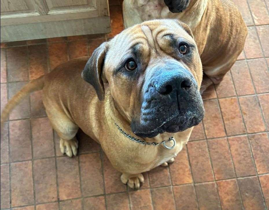 Harry the South African Mastiff has been found safe and well