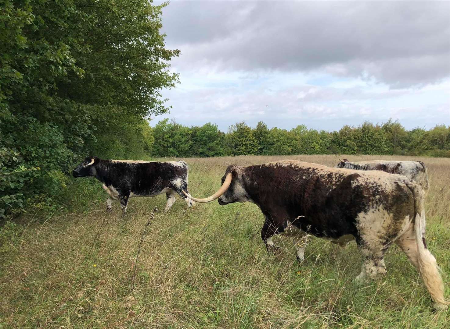 Cows have not been at the farm park for more than 10 years