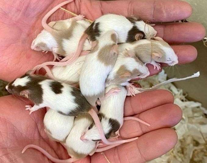 They were found in an area of woodland, near Sandy Lane. Picture: RSPCA