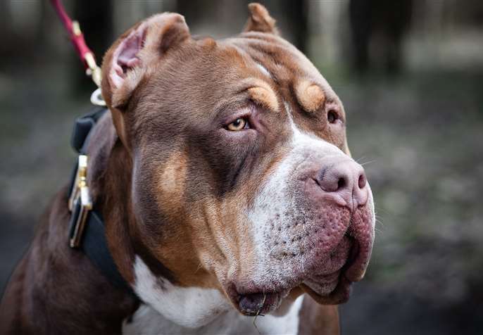 American bully Tricolor XL. Stock image