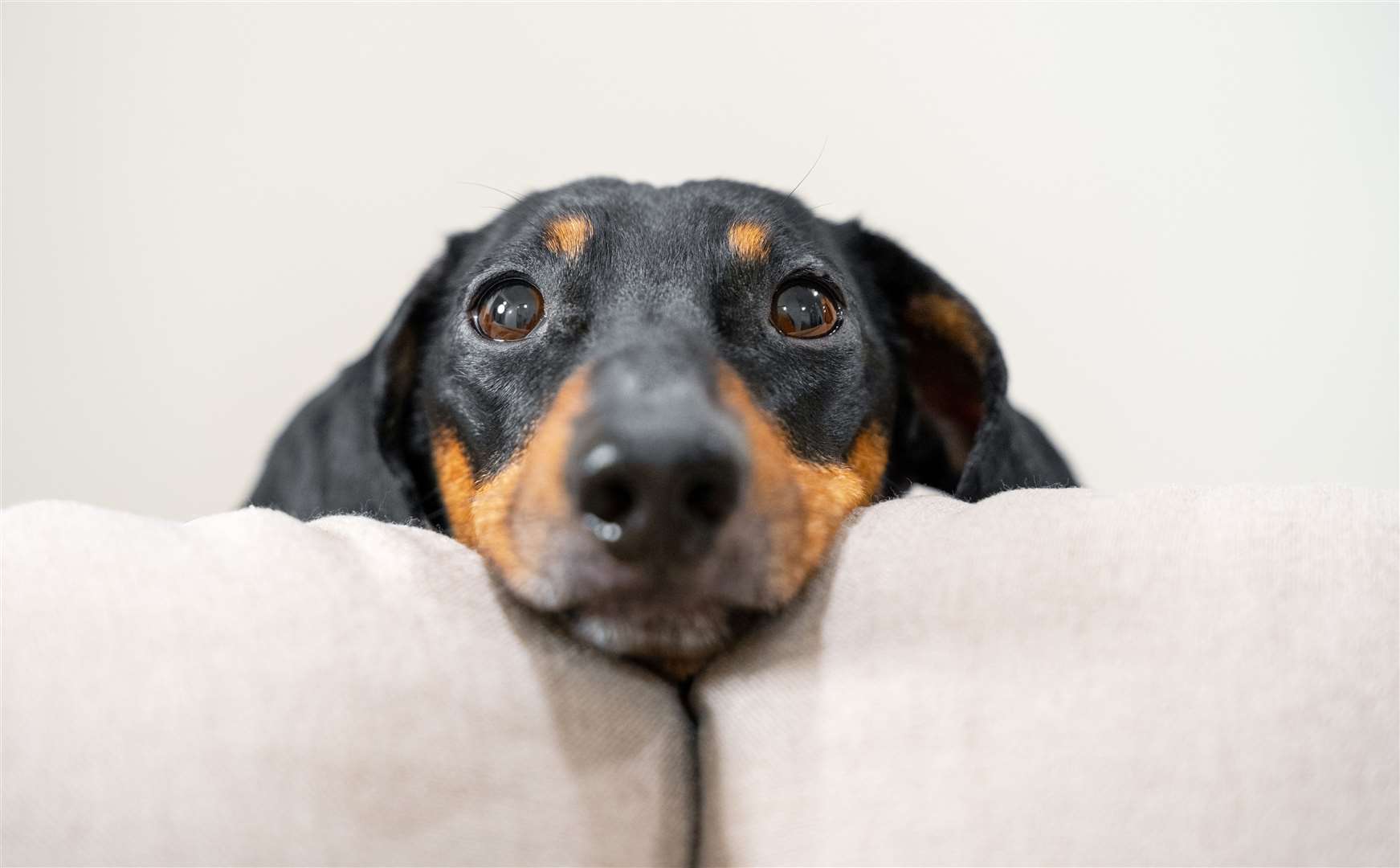 Does your dachshund have a mischievous streak? Image: iStock.