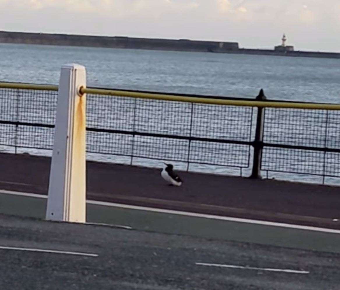 A guillemot spotted in Dover in January. Picture: Stephen Davies