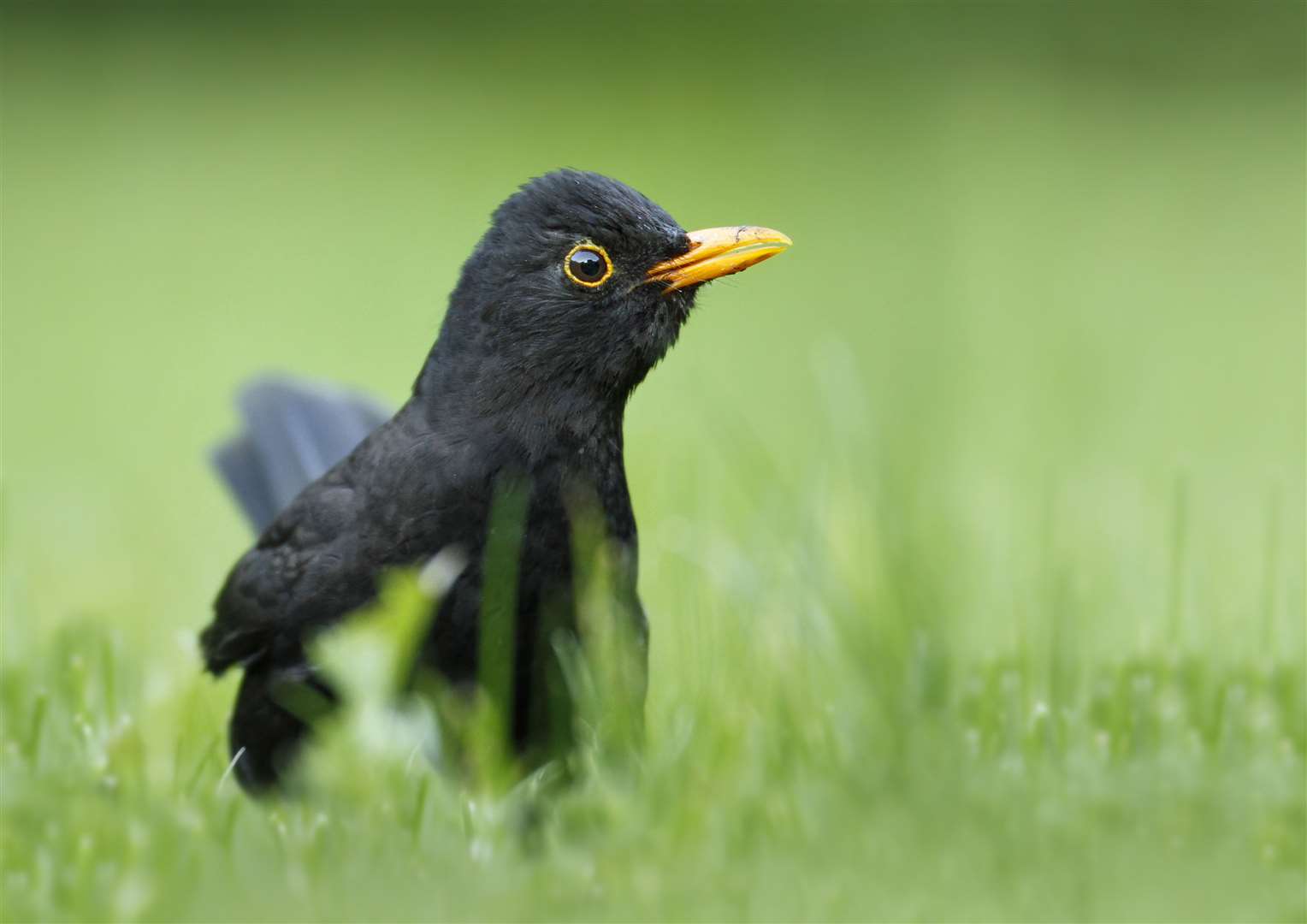 You might see birds like blackbirds Picture: Jon Hawkins Surrey Hill Photography