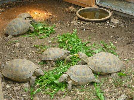 Tortoises stolen in Sevenoaks