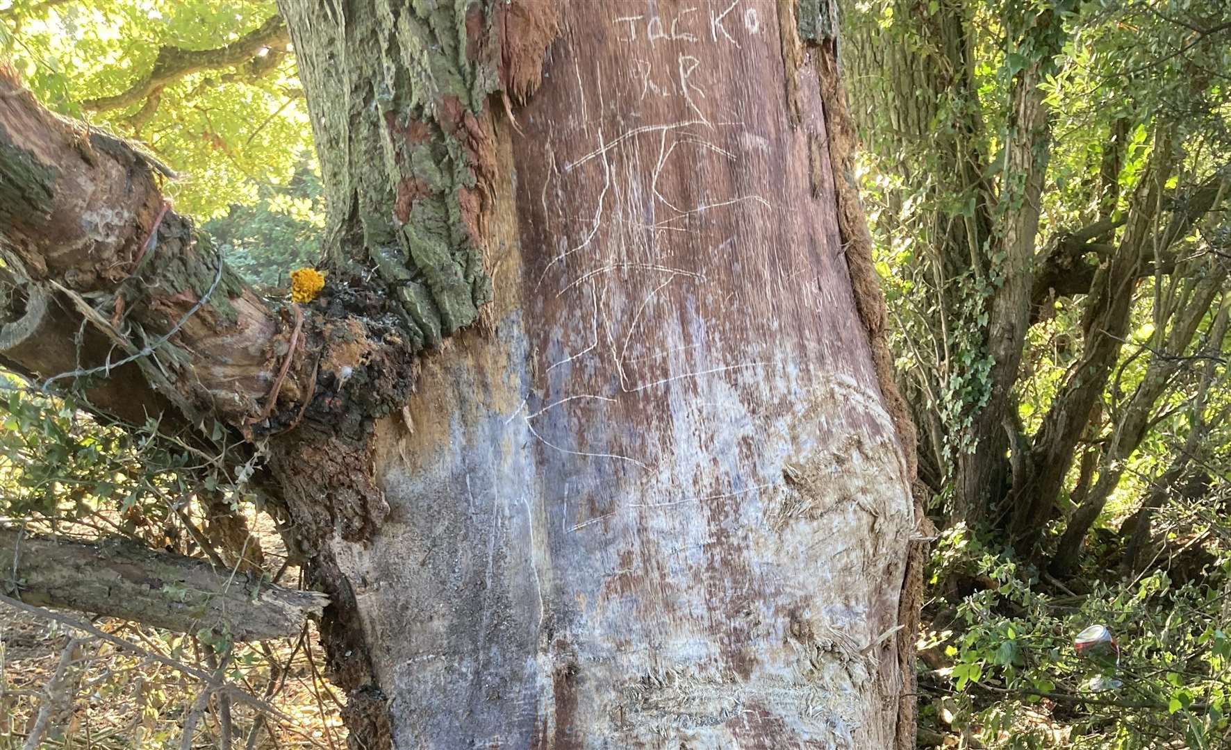 The victims' names have been carved into the truck of a tree where the accident happened