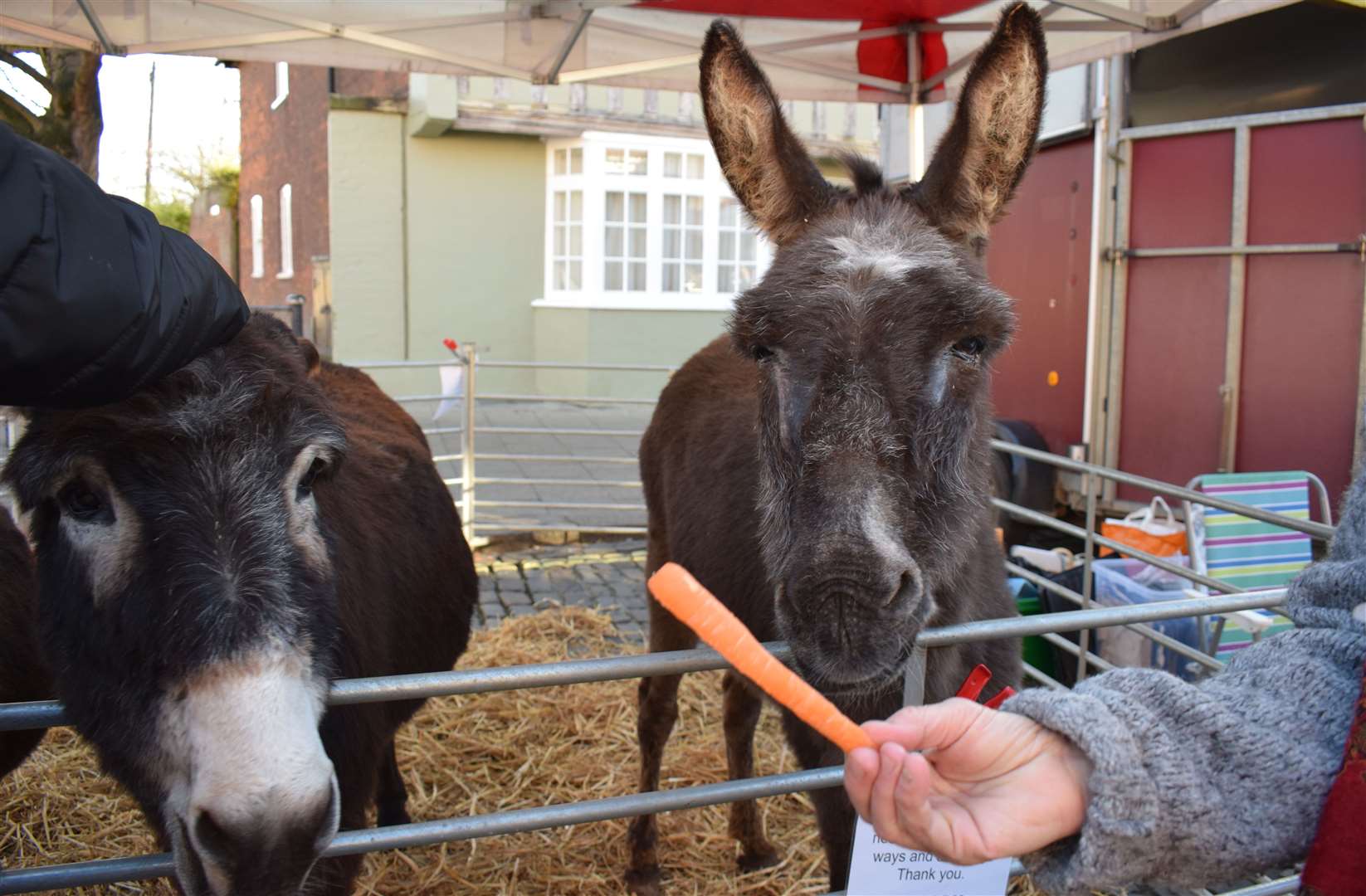 Faversham Christmas Market with the Happy Endings Rescue donkeys